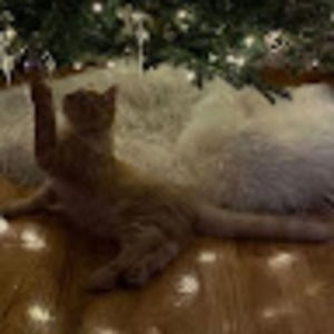 Meet your Posher, Emma